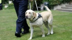 Este posibil să se conțină un câine într-un apartament din punct de vedere al ortodoxiei